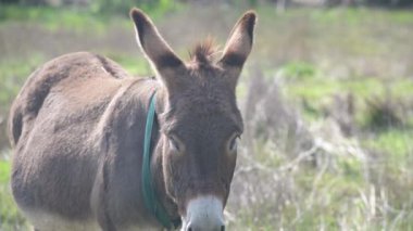 Yeşil bir tarlada duran uzun kulaklı kahverengi bir eşek. Bulanık arkaplan eşeğin yüzüne ve ifadesine odaklanmayı artırır