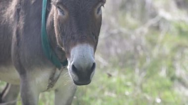 Yeşil bir tarlada duran uzun kulaklı kahverengi bir eşek. Bulanık arkaplan eşeğin yüzüne ve ifadesine odaklanmayı artırır