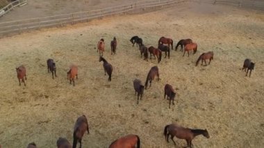 Çitli bir çayırda huzur içinde otlayan bir grup atın havadan görünüşü. Sahne, kırsal sükuneti ve açık alandaki hayvanların doğal davranışlarını yakalıyor..