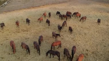 Çitli bir çayırda huzur içinde otlayan bir grup atın havadan görünüşü. Sahne, kırsal sükuneti ve açık alandaki hayvanların doğal davranışlarını yakalıyor..