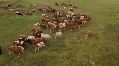 Yeşillik, yemyeşil ve eşit olmayan desenli çayırlarda otlayan ineklerin hava manzarası kırsal çiftçiliği ve doğal otlatma şekillerini göstermektedir..