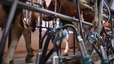 İnekler modern bir sağma salonuna giriyor, otomatikleştirilmiş sağma sistemine bakıyor, çiftlik hayvanları hareketine ve tarım teknolojisine odaklanıyor