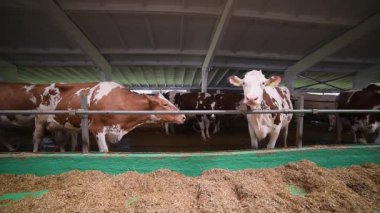 Ekin, geniş ve temiz yerleşim alanlarıyla beslenen ineklerle dolu modern mandıra ambarı, çiftlik hayvanları yetiştiriciliği ve tarım verimliliğine odaklan.