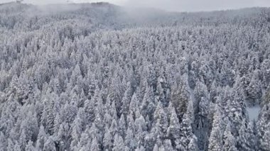 Sakin bir kış manzarası, arka planda sisle örtülü dağlarla kaplı taze karla kaplı yoğun bir ormanı gözler önüne seriyor. Sabahın ilk ışıklarıyla ağaçlardaki beyaz battaniyeler vurgulanıyor.