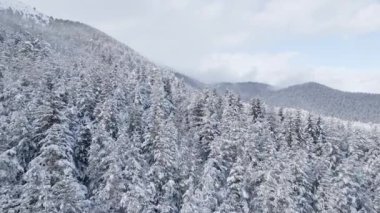 Nefes kesen bir kış manzarasında, yuvarlanan tepeler boyunca kar yüklü ağaçlar sükunet hissi uyandırıyor. Durgun gökyüzü, bu el değmemiş ortamın sakin atmosferine katkıda bulunur..