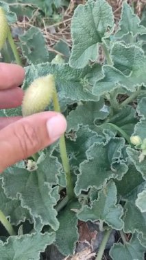 Yakından çekilmiş bir video fışkırtan salatalık Ecballium elateryumunun eşsiz tohum dağılma mekanizmasını gösteriyor. Tohumları, yemyeşil yapraklarla çevrili, yemyeşil tohumları sert bir şekilde fırlatıyor..