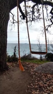 Okyanusa bakan büyük bir ağaç dalına bağlı bir kırsal salıncak. Sahne, ağacın altındaki zemini kaplayan yaprakların barışçıl bir atmosfer oluşturduğu dinginlik ve nostalji yansıtıyor..