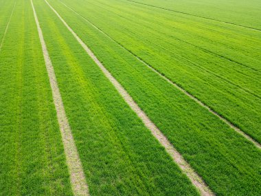 Paralel çizgiler ve baharda ekili arazinin zengin dokusunu gösteren canlı yeşil tarım arazisinin havadan görünüşü..
