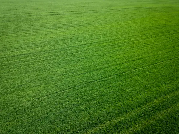 Paralel çizgiler ve baharda ekili arazinin zengin dokusunu gösteren canlı yeşil tarım arazisinin havadan görünüşü..