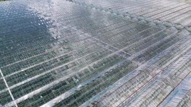 İçinde görünür bitki sıraları olan büyük seraların üst görüntüsü, kontrollü tarımsal üretim için kullanılır, bir çiftlikte yeşilliklerle çevrilidir..