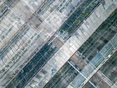 İçinde görünür bitki sıraları olan büyük seraların üst görüntüsü, kontrollü tarımsal üretim için kullanılır, bir çiftlikte yeşilliklerle çevrilidir..