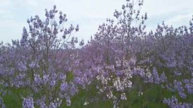 Sonsuz çiçek açan mor paulownia ağaçları baharda. İnce gövdelerde canlı çiçeklerle dolu yoğun bir çiçek manzarası rüya gibi ve renkli bir doğal manzara yaratıyor..