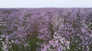 Sonsuz çiçek açan mor paulownia ağaçları baharda. İnce gövdelerde canlı çiçeklerle dolu yoğun bir çiçek manzarası rüya gibi ve renkli bir doğal manzara yaratıyor..