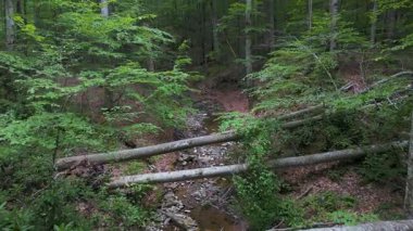 Bulgaristan 'ın Strandzha Doğa Parkı' ndaki derin orman. Yüksek yaprak ve yapraklarla çevrili, küçük kayalık bir deresi olan sakin bir vadi. Yazın huzurlu, el değmemiş vahşi doğa..