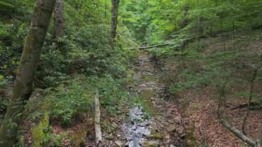 Bulgaristan 'ın Strandzha Doğa Parkı' ndaki derin orman. Yüksek yaprak ve yapraklarla çevrili, küçük kayalık bir deresi olan sakin bir vadi. Yazın huzurlu, el değmemiş vahşi doğa..