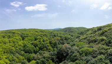 Bulgaristan 'ın Strandzha Doğa Parkı' ndaki yoğun yeşil orman. Temiz gökyüzü altında, el değmemiş, zengin yaz yaprakları olan ağaçlık arazinin havadan görünüşü. Doğal rezerv ve eko-turizm beldesi.