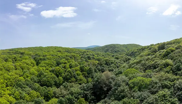 Bulgaristan 'ın Strandzha Doğa Parkı' ndaki yoğun yeşil orman. Temiz gökyüzü altında, el değmemiş, zengin yaz yaprakları olan ağaçlık arazinin havadan görünüşü. Doğal rezerv ve eko-turizm beldesi.