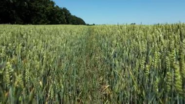 Açık mavi gökyüzünün altında, güneşli bir yaz gününde ağaçlarla çevrili, mahsulün içinden geçen dar bir yolu olan yeşil buğday tarlasının yakın görüntüsü..