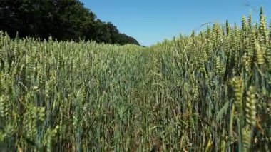Açık mavi gökyüzünün altında, güneşli bir yaz gününde ağaçlarla çevrili, mahsulün içinden geçen dar bir yolu olan yeşil buğday tarlasının yakın görüntüsü..
