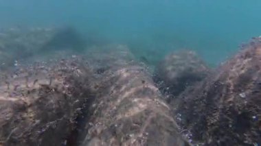 Kumlu bir deniz yatağında kayaların ve deniz otlarının yanında yüzen bir balığın sualtı görüntüsü. Doğal ışık ışınları ve deniz bitkileriyle berrak mavi su huzurlu bir okyanus manzarası yaratır..