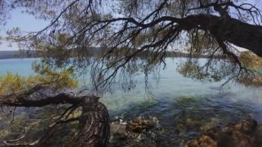 Akdeniz çam ağacı kayalık bir sahilde temiz turkuaz suyu asar. Denizde güneş ışığının parıldadığı sakin bir yaz sahnesi. Huzurlu doğa ve sahil güzelliği.