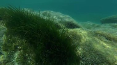 Deniz otlarının akıntıyla sallanışını, kayaların ve turkuaz sularda yüzen küçük balıkların sualtı görüntüsü. Sığ bir kıyı kesiminde huzurlu bir deniz yaşamı sahnesi.