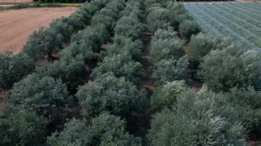 Rüzgarda sallanan bir zeytin ağacının havadan görünüşü. Düzgün dikilmiş sıralar, çiftlik arazileri ve seralarla çevrili düzenli bir düzen oluşturur..