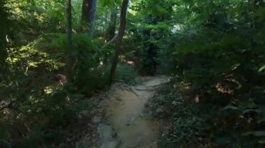 Birinci şahıs POV, yemyeşil ve patikadan geçen ağaç kökleriyle yemyeşil, gölgeli bir orman boyunca dar toprak bir patika boyunca yürüyor. Yaz ormanlarında huzurlu doğa yürüyüşü.