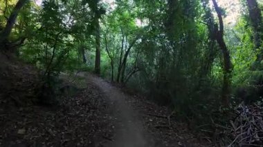 Birinci şahıs POV, yemyeşil ve patikadan geçen ağaç kökleriyle yemyeşil, gölgeli bir orman boyunca dar toprak bir patika boyunca yürüyor. Yaz ormanlarında huzurlu doğa yürüyüşü.