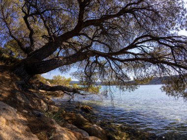 Kristal berrak denizin kıyısındaki kayalık bir sahilde büyüyen bir çam ağacının manzarası. Güneşli mavi gökyüzünün altında, suyun üzerinde dallar uzanıyor.