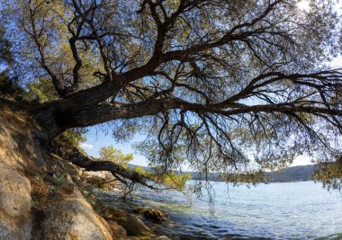 Kristal berrak denizin kıyısındaki kayalık bir sahilde büyüyen bir çam ağacının manzarası. Güneşli mavi gökyüzünün altında, suyun üzerinde dallar uzanıyor.