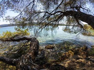 Kristal berrak denizin kıyısındaki kayalık bir sahilde büyüyen bir çam ağacının manzarası. Güneşli mavi gökyüzünün altında, suyun üzerinde dallar uzanıyor.
