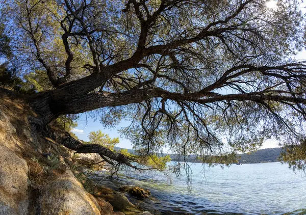 Kristal berrak denizin kıyısındaki kayalık bir sahilde büyüyen bir çam ağacının manzarası. Güneşli mavi gökyüzünün altında, suyun üzerinde dallar uzanıyor.