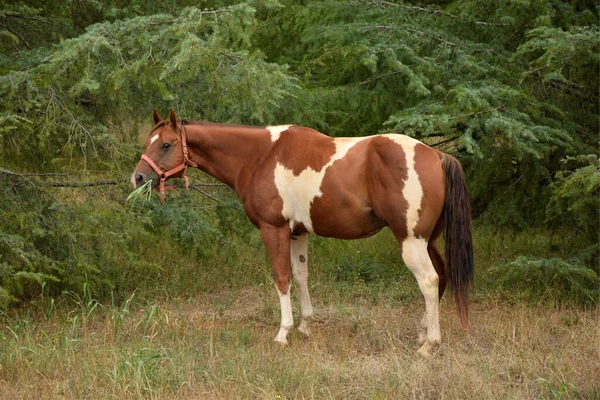 Farmu Koní Pasoucí Koně — Stock fotografie