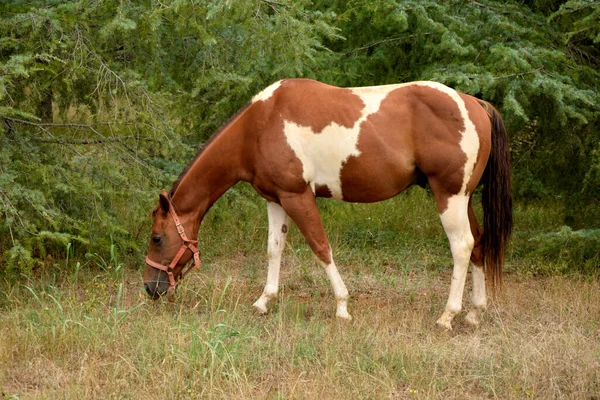 Quinta Cavalos Pastoreio Cavalos — Fotografia de Stock