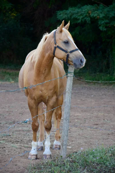 农场的马 田里的马 — 图库照片