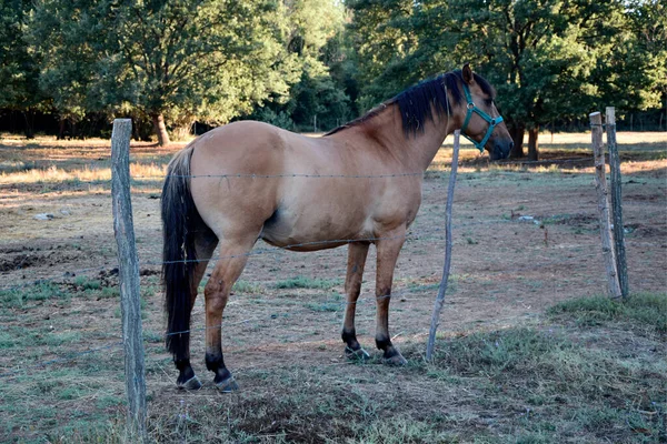 Boerderij Van Paarden Paard Het Veld — Stockfoto