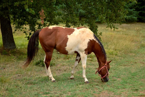 Koně Louce Kůň Pasoucí Farma Koní — Stock fotografie