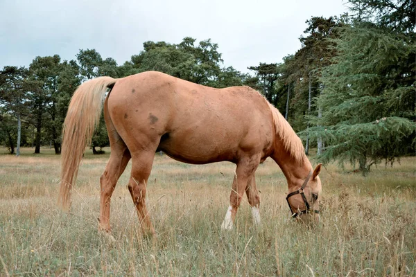 Koń Łące Wypas Koni Hodowla Koni — Zdjęcie stockowe