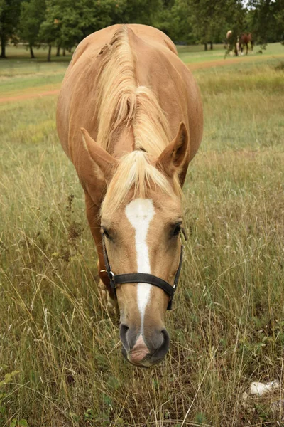 Kůň Poli Kůň Pasoucí Farma Koní — Stock fotografie