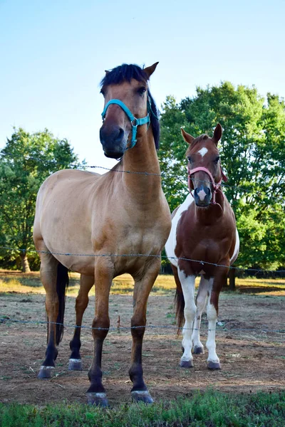 Paarden Het Veld Paarden Bij Het Hek — Stockfoto