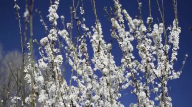 Çiçek açan ağaç, renk değiştirme etkisi. Çiçek ağacı