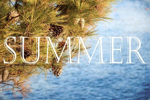 ビーチで松の木 ヴィンテージテクスチャ夏のコンセプト — ストック写真