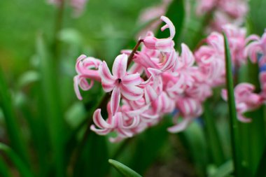 Yakından sümbül çiçekleri. Hyacinthus orientalis