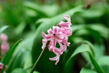 Pembe ve beyaz sümbül çiçekleri yakın plan. Hyacinthus orientalis