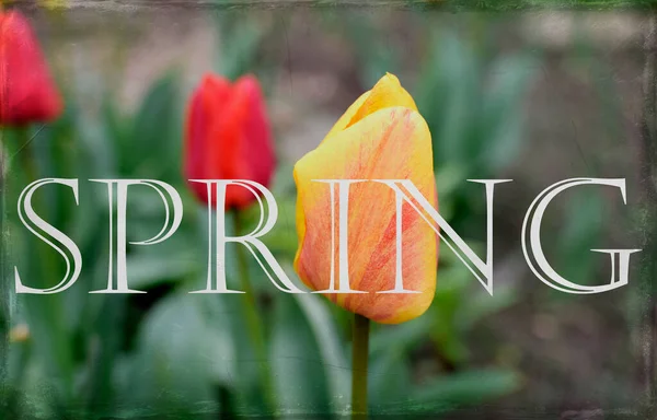 Tulpen Garten Vintage Spring Hintergrund — Stockfoto