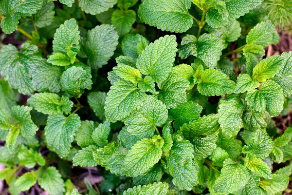 Mint Leaves Background Mint Plant Garden — Stock Photo, Image