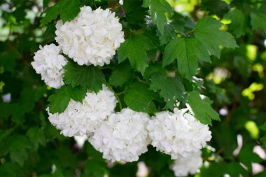 Kartopu çalılarının beyaz çiçekleri. Viburnum Opulus Roseum.