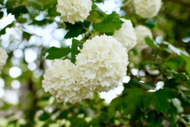 Kartopu çalılarının beyaz çiçekleri. Viburnum Opulus Roseum.