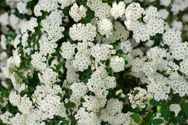 Fehér Virágok Spirea Bokor Virágos Háttér — Stock Fotó
